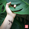 Monstera